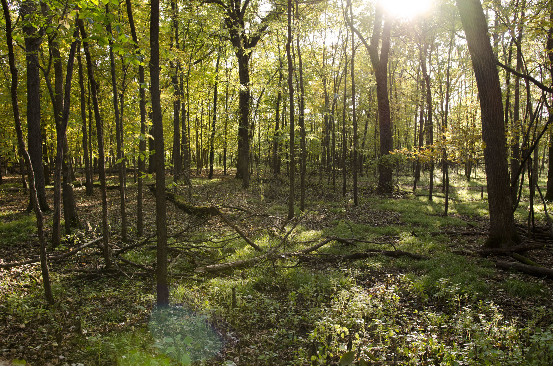 Fleurde-lis Dec. 2019 Woods